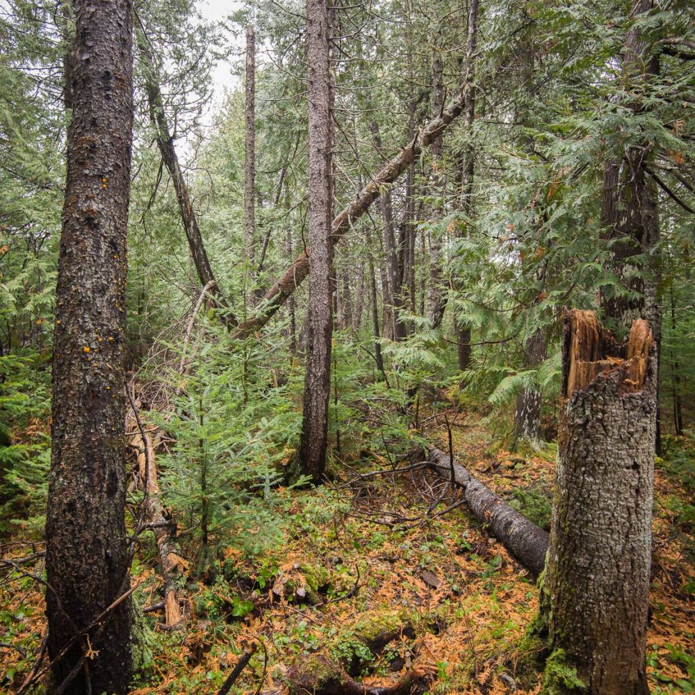 Marcher en nature